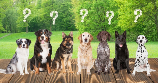 What Dog Breeds Are Prone to Skin Problems and Coat Sensitivities?