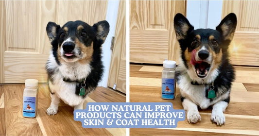 how natural pet products can improve skin and coat health